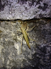 Meroncidius flavolimbatus