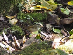 Phylloscopus tenellipes