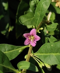 Lycium barbarum