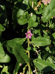 Lycium barbarum