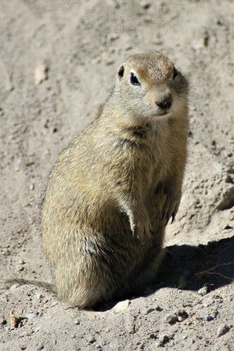 Caucasian Mountain Ground Squirrel