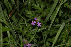 Glandularia chiricahensis
