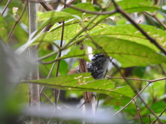 Hypocnemis peruviana