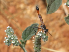 Ammophila