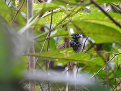 Hypocnemis peruviana