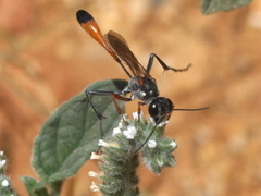 Ammophila