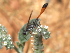 Ammophila