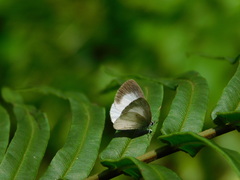 Udara akasa