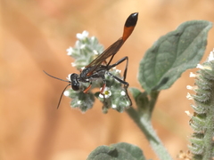 Ammophila