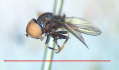 Tomosvaryella lynchi