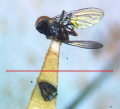 Tomosvaryella lynchi