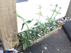 Centranthus ruber