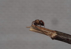 Phycosoma oecobioides