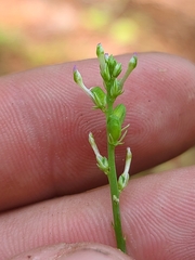 Polygala incarnata