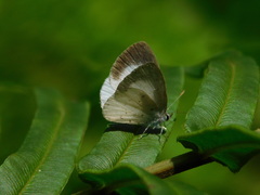 Udara akasa