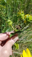 Haplorhynchites aeneus