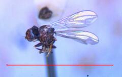 Tomosvaryella lynchi