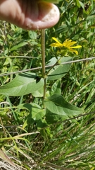 Haplorhynchites aeneus