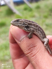 Sceloporus bicanthalis