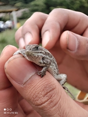 Sceloporus bicanthalis