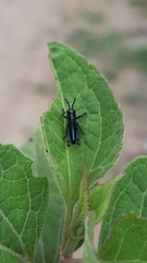 Acrididae