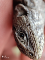 Sceloporus bicanthalis