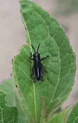 Acrididae
