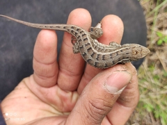 Sceloporus bicanthalis
