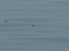 Ptychoramphus aleuticus