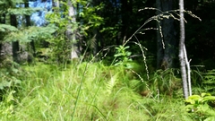 Glyceria elata