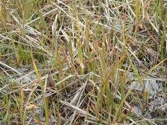 Carex paleacea