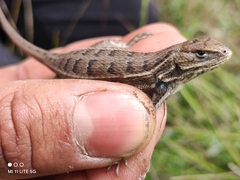 Sceloporus bicanthalis