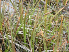 Carex paleacea