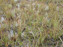 Carex paleacea