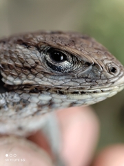 Sceloporus bicanthalis