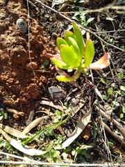 Sedum praealtum