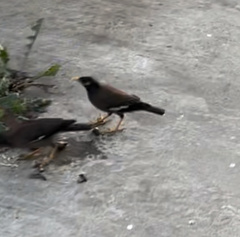 Acridotheres tristis