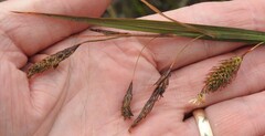 Carex paleacea