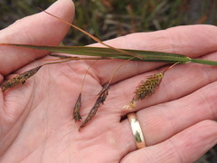 Carex paleacea