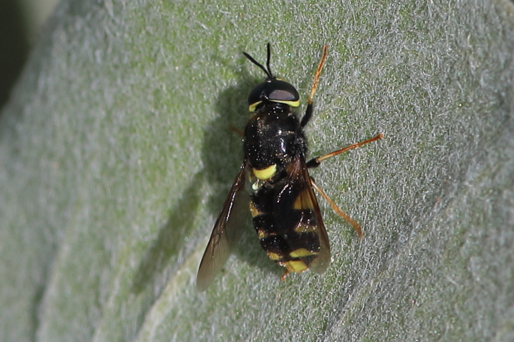 Stratiomys currani