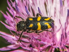Trichodes flavocinctus