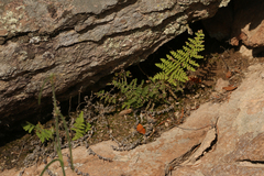 Myriopteris fendleri