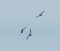 Stercorarius pomarinus