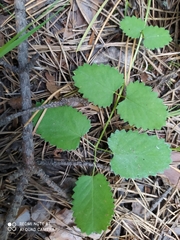 Sanguisorba officinalis