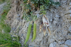 Vicia pyrenaica