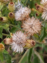 Pentanema squarrosum