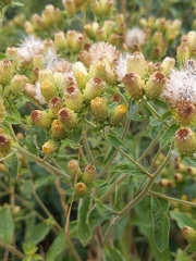 Pentanema squarrosum