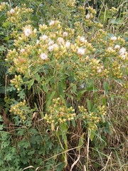 Pentanema squarrosum