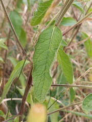 Pentanema squarrosum