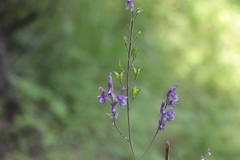 Aconitum septentrionale